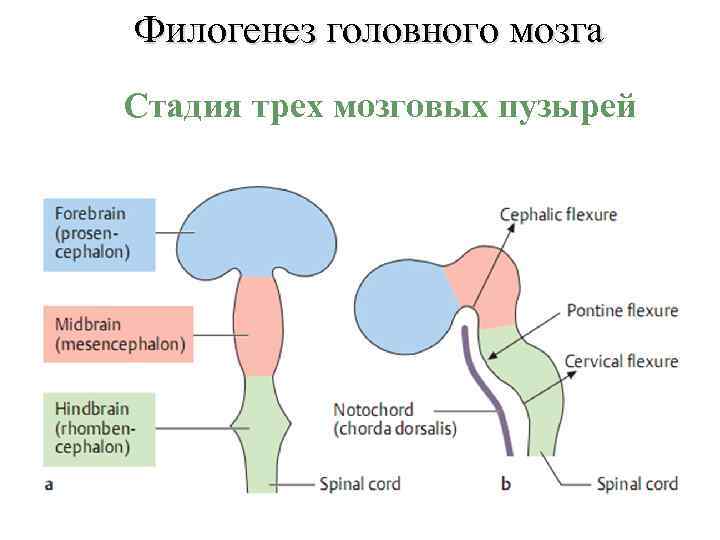 Филогенез головного мозга Стадия трех мозговых пузырей 