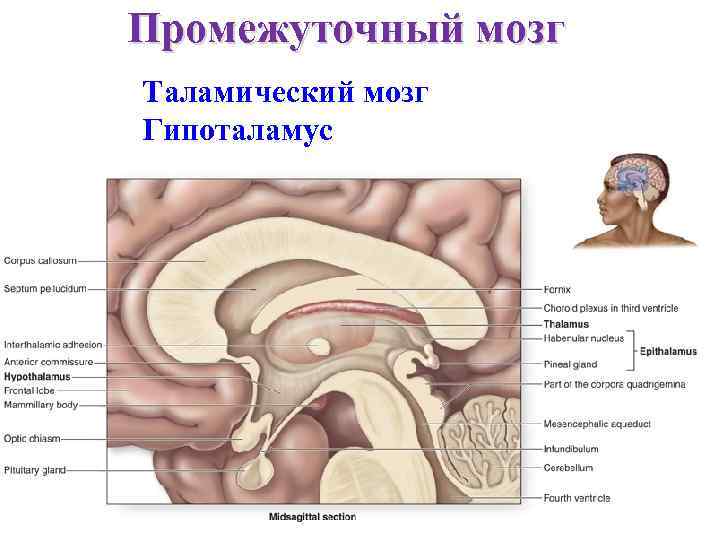 Промежуточный мозг Таламический мозг Гипоталамус 