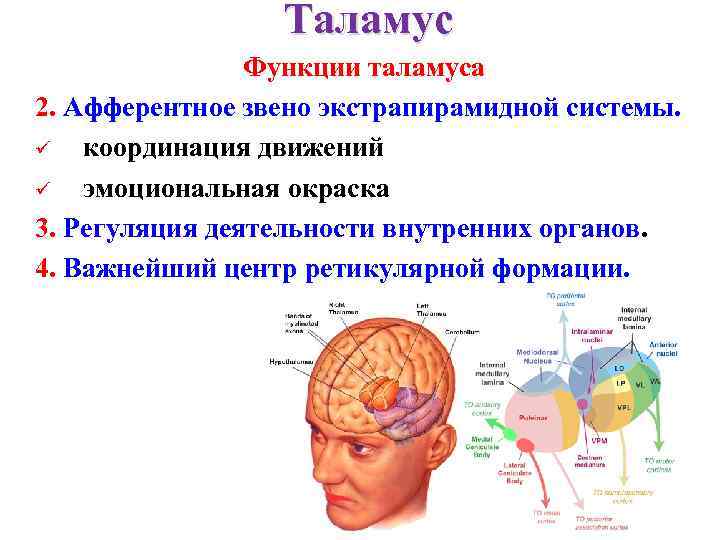 Таламус Функции таламуса 2. Афферентное звено экстрапирамидной системы. ü координация движений ü эмоциональная окраска