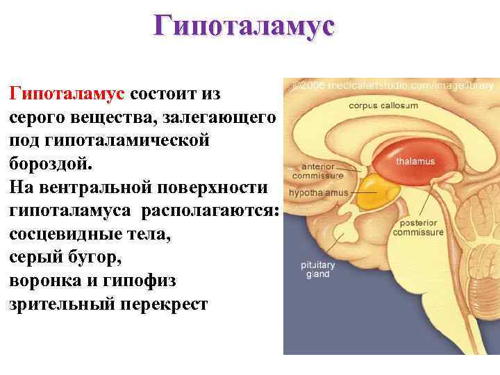 Гипоталамус состоит из серого вещества, залегающего под гипоталамической бороздой. На вентральной поверхности гипоталамуса располагаются: