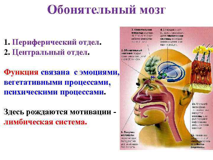 Обонятельный мозг 1. Периферический отдел. 2. Центральный отдел. Функция связана с эмоциями, вегетативными процессами,