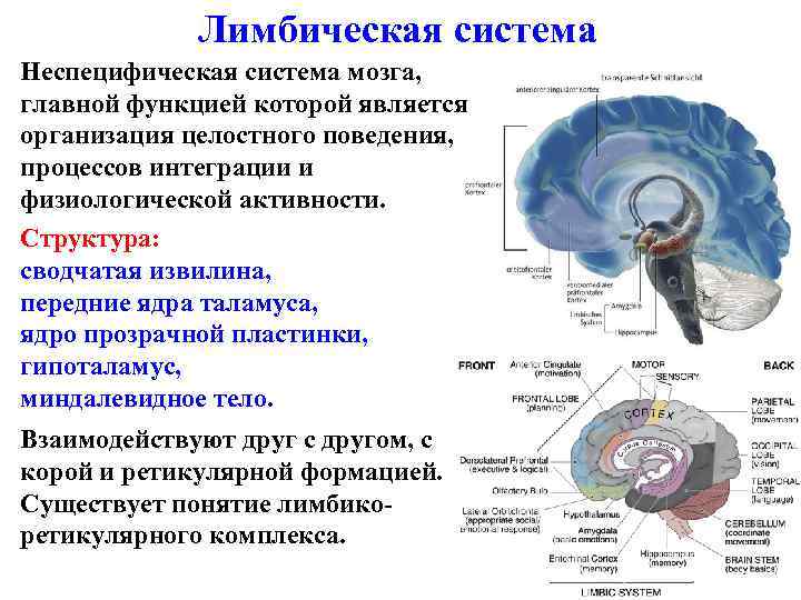 Лимбическая система Неспецифическая система мозга, главной функцией которой является организация целостного поведения, процессов интеграции