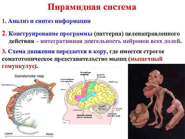 Пирамидная система 1. Анализ и синтез информации 2. Конструирование программы (паттерна) целенаправленного действия –