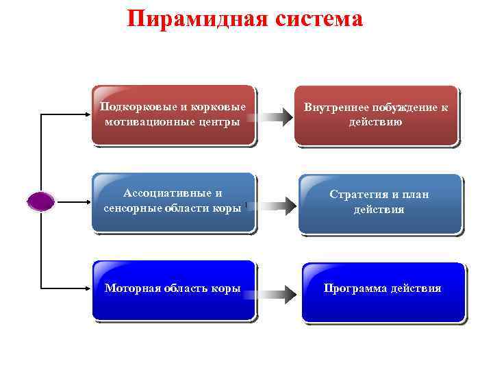 Пирамидная система Подкорковые и корковые мотивационные центры Внутреннее побуждение к действию Ассоциативные и сенсорные