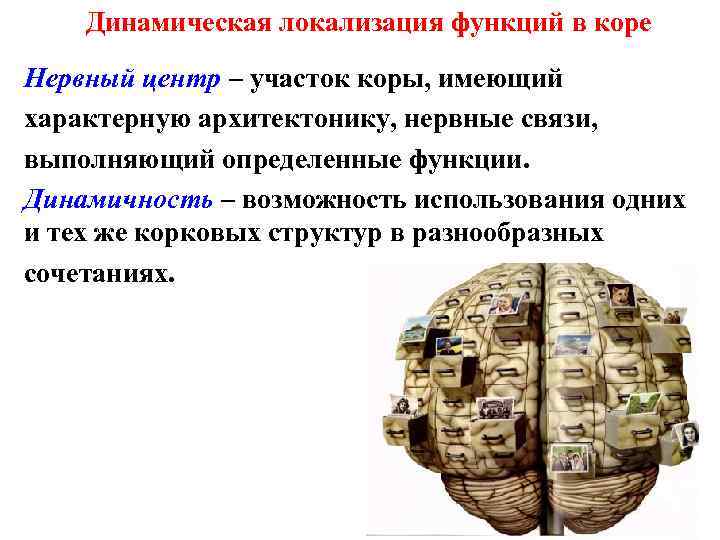 Динамическая локализация функций в коре Нервный центр – участок коры, имеющий характерную архитектонику, нервные