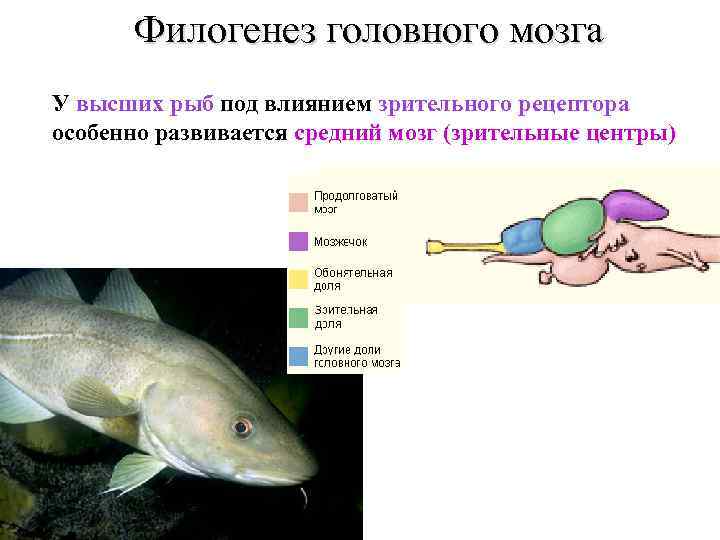 Филогенез головного мозга У высших рыб под влиянием зрительного рецептора особенно развивается средний мозг