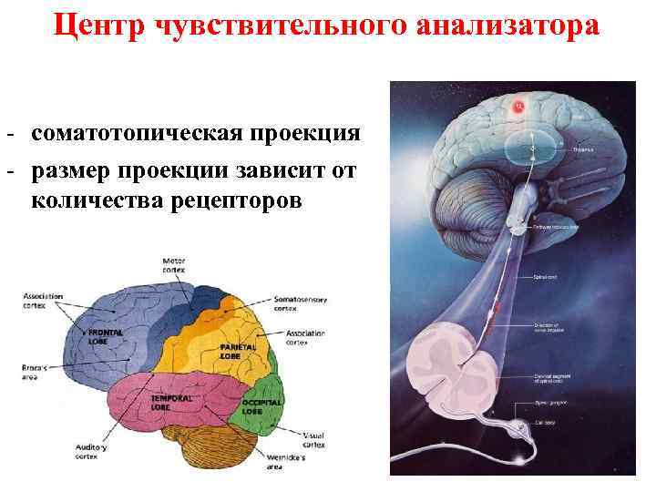 Центр чувствительного анализатора - соматотопическая проекция - размер проекции зависит от количества рецепторов 