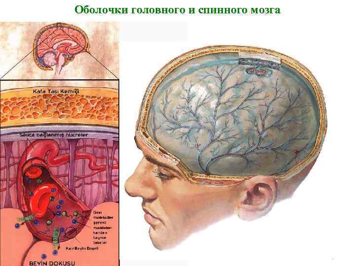 Оболочки головного и спинного мозга 