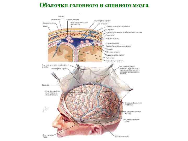 Оболочки головного и спинного мозга 