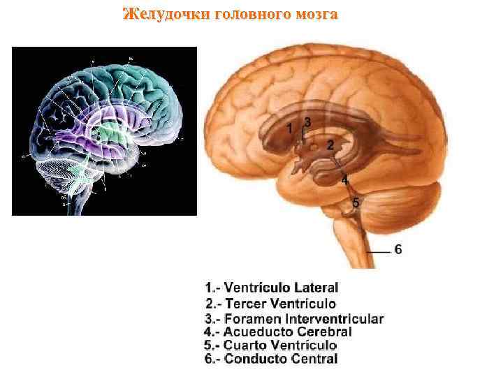 Желудочки головного мозга 