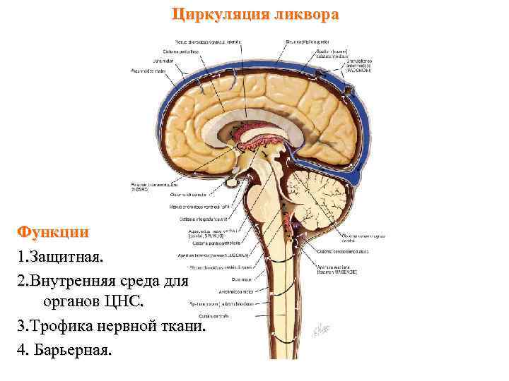 Циркуляция ликвора Функции 1. Защитная. 2. Внутренняя среда для органов ЦНС. 3. Трофика нервной