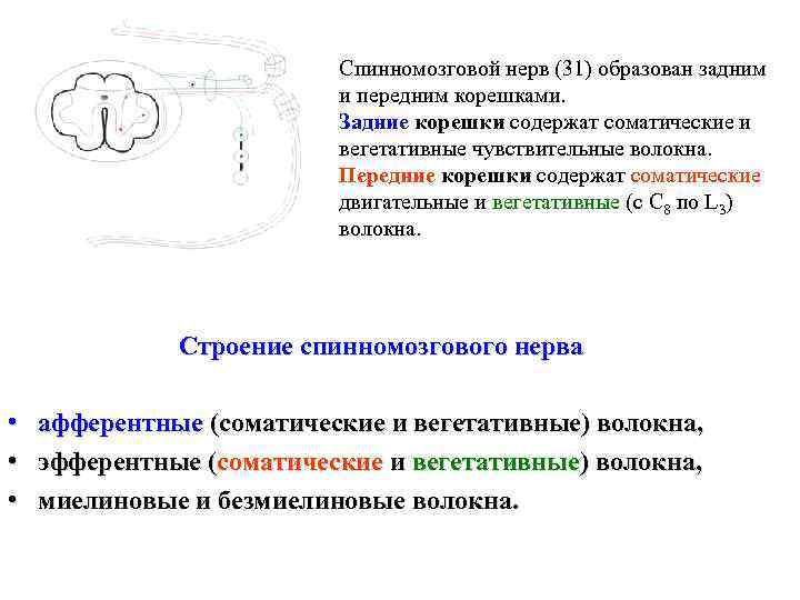 Спинномозговой нерв (31) образован задним и передним корешками. Задние корешки содержат соматические и вегетативные