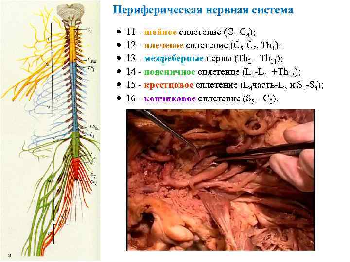 Периферическая нервная система 11 - шейное сплетение (C 1 -C 4); 12 - плечевое