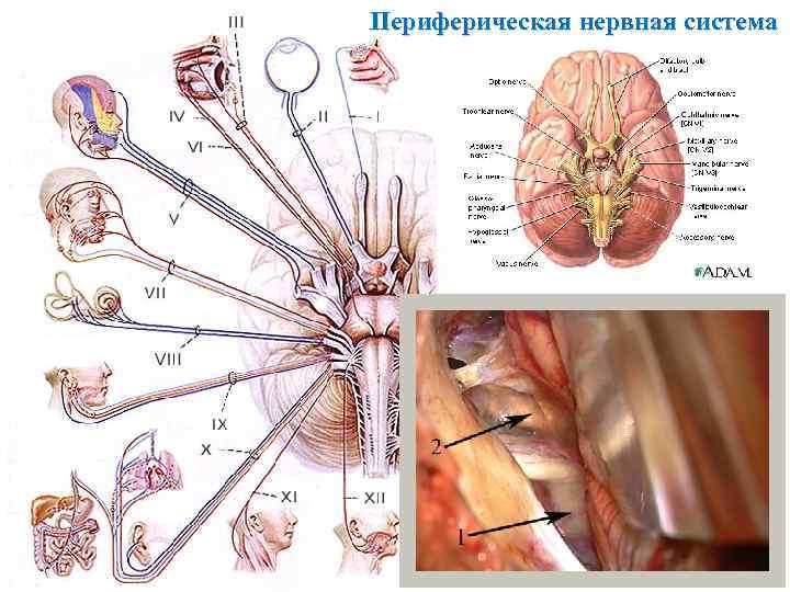 Периферическая нервная система 