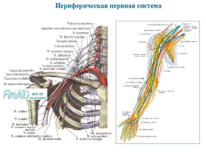 Периферическая нервная система 