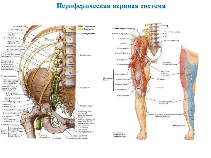 Ея система