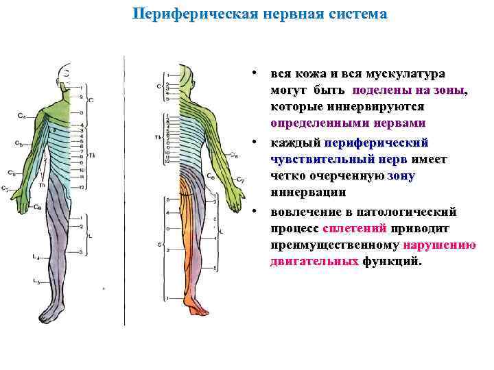 Периферическая нервная система • вся кожа и вся мускулатура могут быть поделены на зоны,