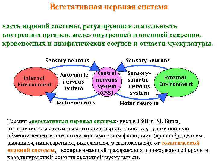 Вегетативная нервная система часть нервной системы, регулирующая деятельность внутренних органов, желез внутренней и внешней