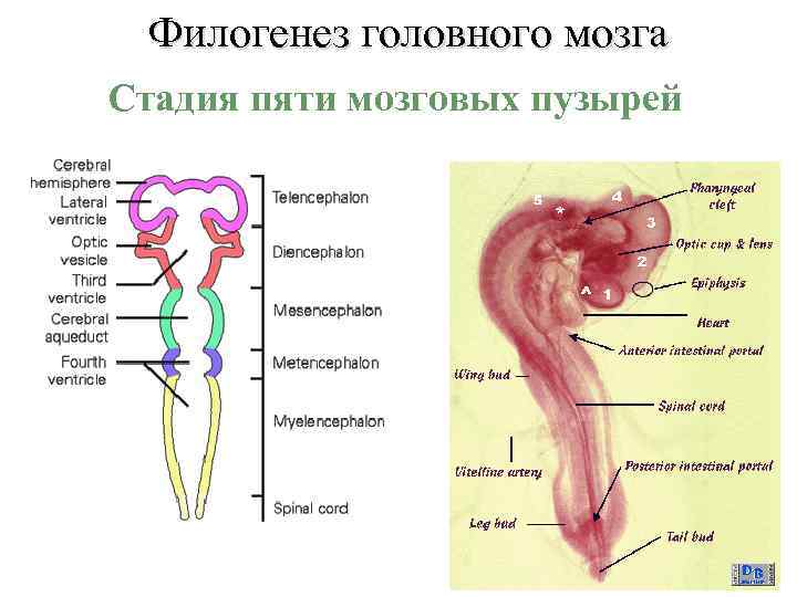 Филогенез головного мозга Стадия пяти мозговых пузырей 