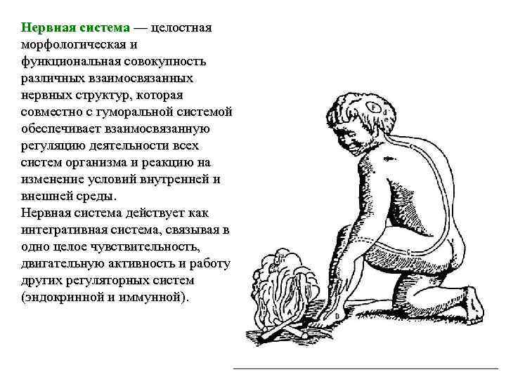 Нервная система — целостная морфологическая и функциональная совокупность различных взаимосвязанных нервных структур, которая совместно