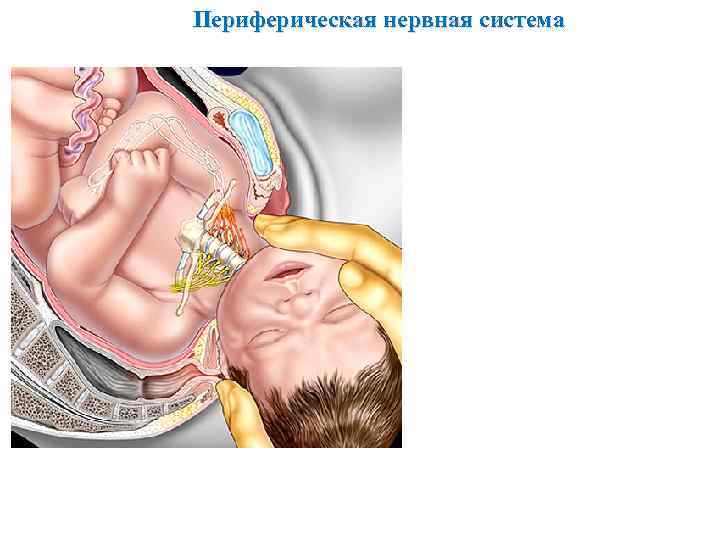 Периферическая нервная система 