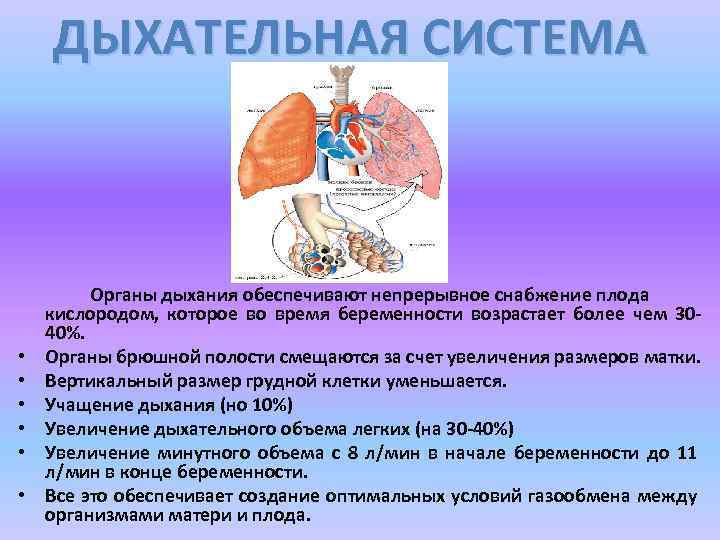 ДЫХАТЕЛЬНАЯ СИСТЕМА • • • Органы дыхания обеспечивают непрерывное снабжение плода кислородом, которое во