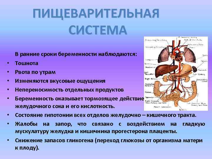  • • ПИЩЕВАРИТЕЛЬНАЯ СИСТЕМА В ранние сроки беременности наблюдаются: Тошнота Рвота по утрам