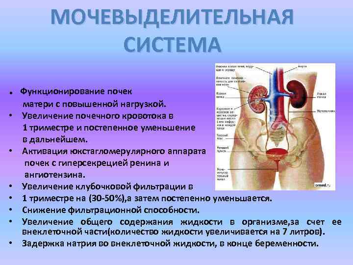 МОЧЕВЫДЕЛИТЕЛЬНАЯ СИСТЕМА. Функционирование почек матери с повышенной нагрузкой. • Увеличение почечного кровотока в 1