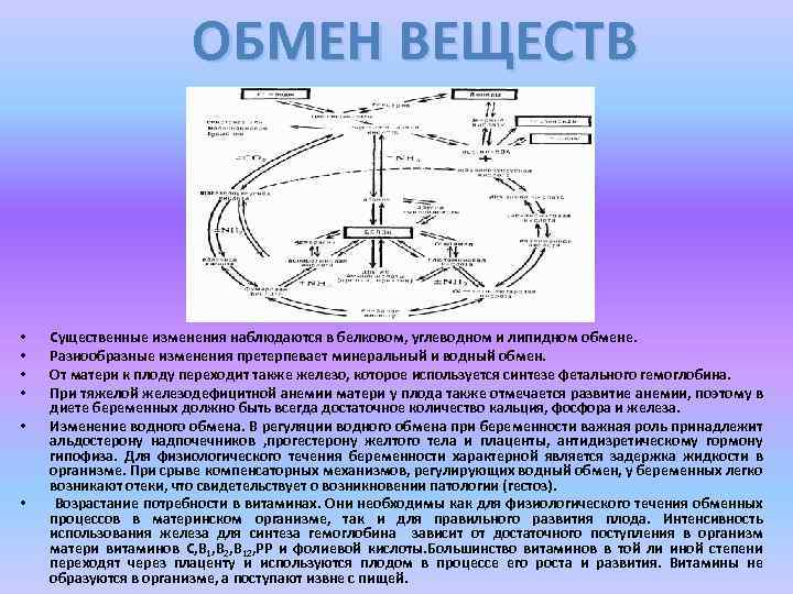 ОБМЕН ВЕЩЕСТВ • • • Существенные изменения наблюдаются в белковом, углеводном и липидном обмене.