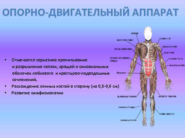 ОПОРНО-ДВИГАТЕЛЬНЫЙ АППАРАТ • Отмечается серьезное пропитывание и разрыхление связок, хрящей и синовиальных оболочек лобкового