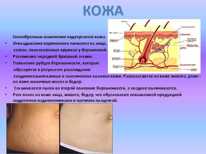 КОЖА Своеобразным изменения подвергается кожа. • Откладывание коричневого пигмента на лице, сосках, околососковых кружках