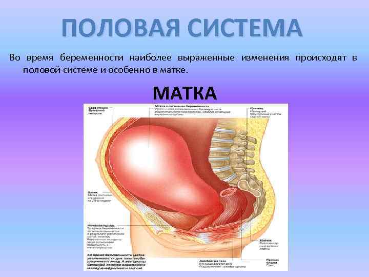 ПОЛОВАЯ СИСТЕМА Во время беременности наиболее выраженные изменения происходят в половой системе и особенно