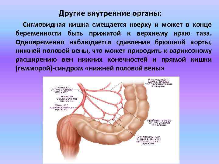 Другие внутренние органы: Сигмовидная кишка смещается кверху и может в конце беременности быть прижатой