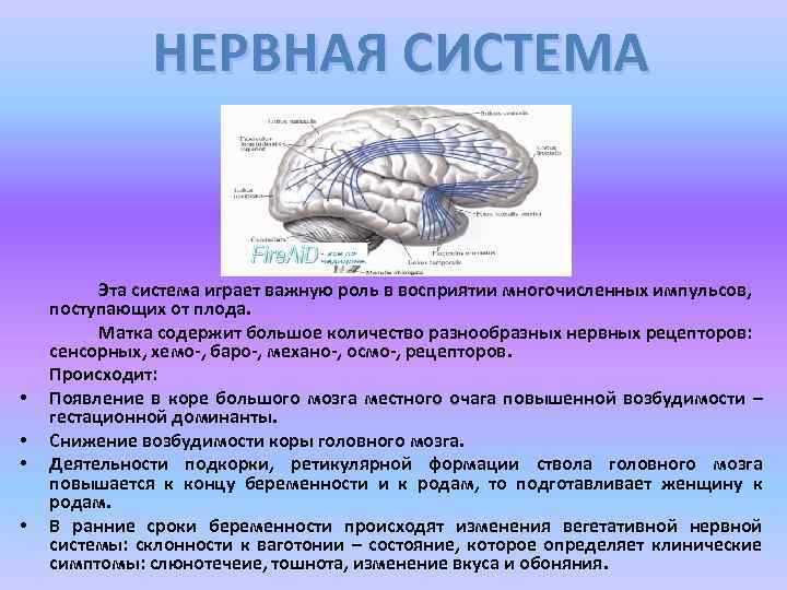 НЕРВНАЯ СИСТЕМА • • Эта система играет важную роль в восприятии многочисленных импульсов, поступающих