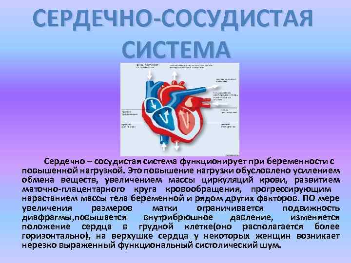 СЕРДЕЧНО-СОСУДИСТАЯ СИСТЕМА Сердечно – сосудистая система функционирует при беременности с повышенной нагрузкой. Это повышение