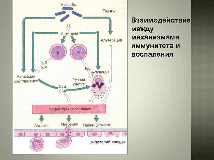 Взаимодействие между механизмами иммунитета и воспаления 