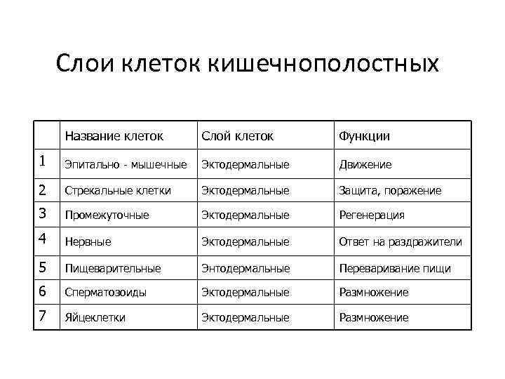 Слои клеток кишечнополостных Название клеток Слой клеток Функции 1 Эпитально - мышечные Эктодермальные Движение