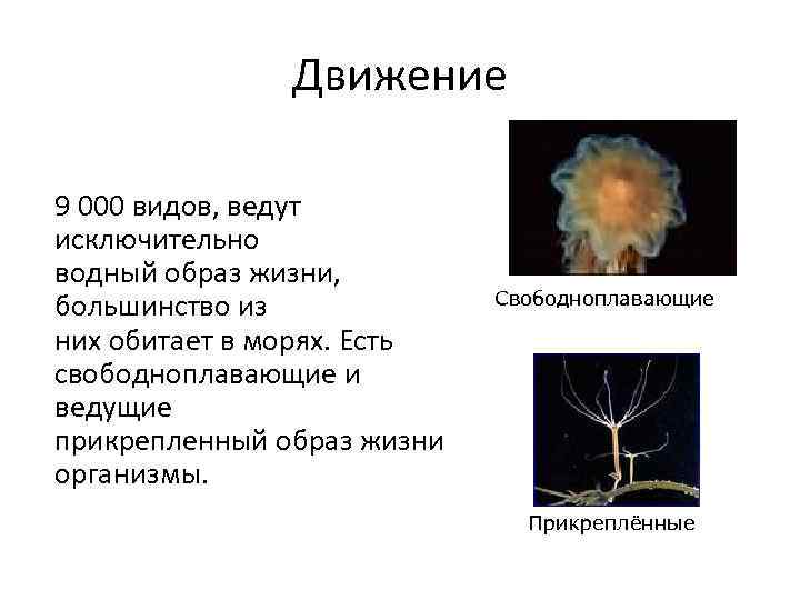 Движение 9 000 видов, ведут исключительно водный образ жизни, большинство из них обитает в