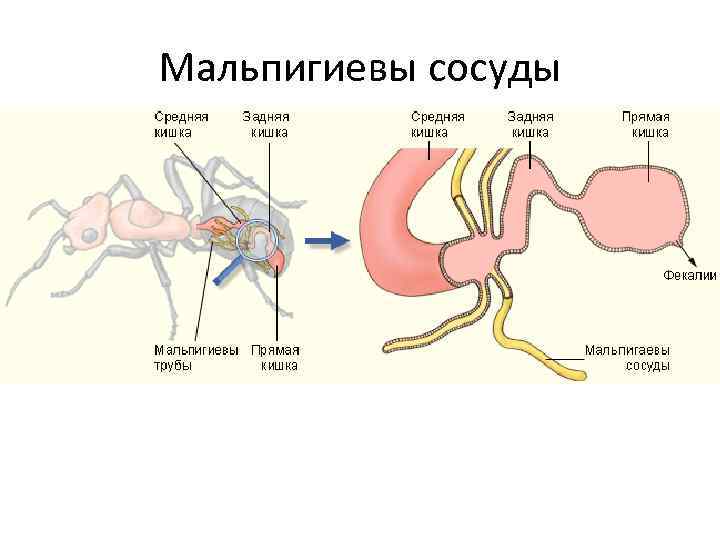 Мальпигиевы сосуды 