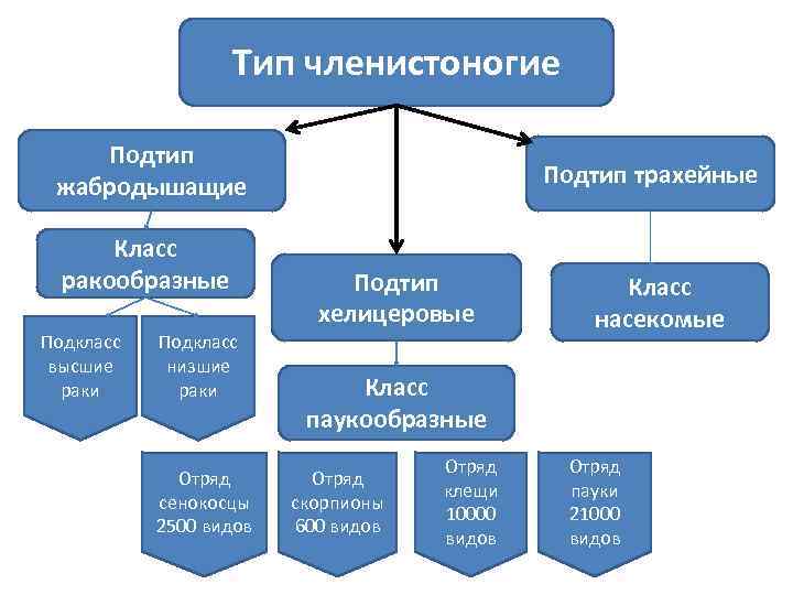 Тип членистоногие Подтип жабродышащие Класс ракообразные Подкласс высшие раки Подкласс низшие раки Отряд сенокосцы