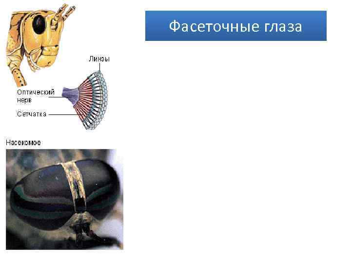 Фасеточные глаза 