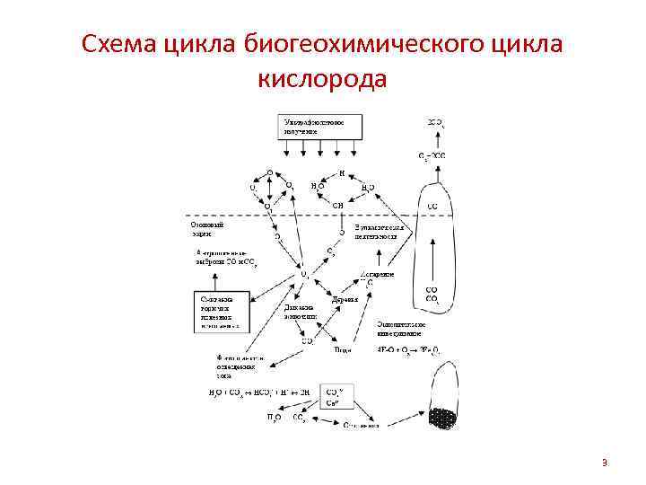 Схема цикла биогеохимического цикла кислорода 3 