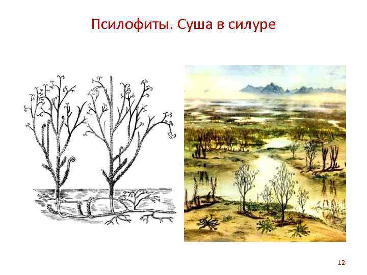 Псилофиты. Суша в силуре 12 
