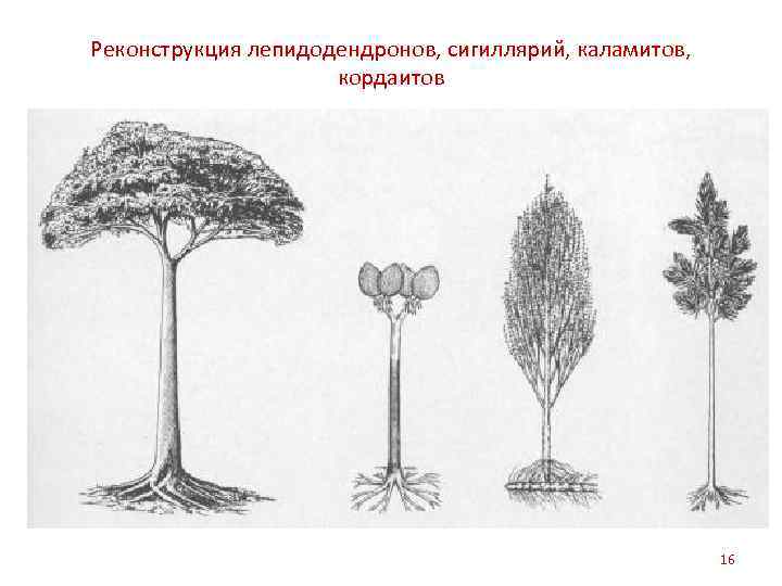 Реконструкция лепидодендронов, сигиллярий, каламитов, кордаитов 16 