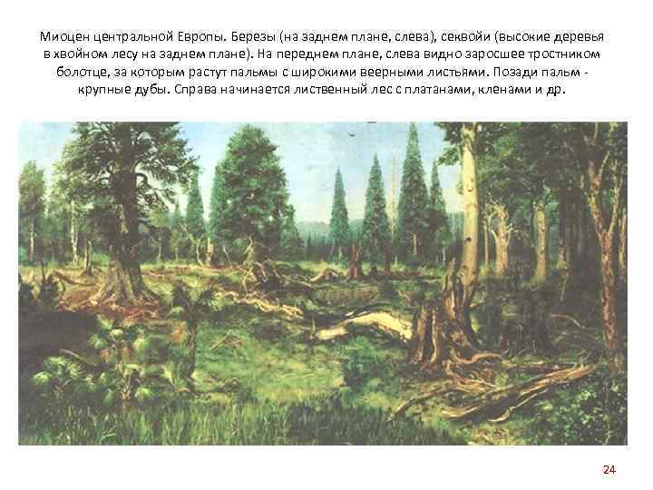 Миоцен центральной Европы. Березы (на заднем плане, слева), секвойи (высокие деревья в хвойном лесу