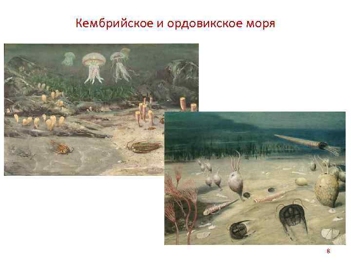Кембрийское и ордовикское моря 8 