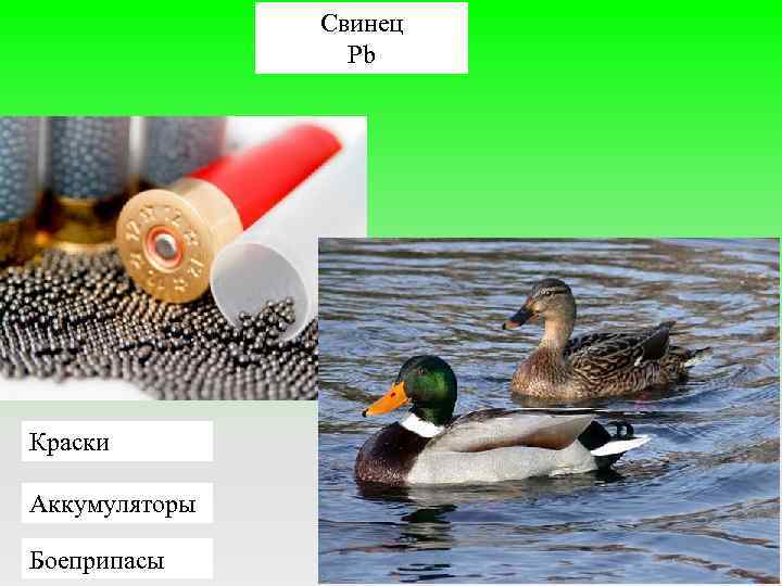 Свинец Pb Краски Аккумуляторы Боеприпасы 