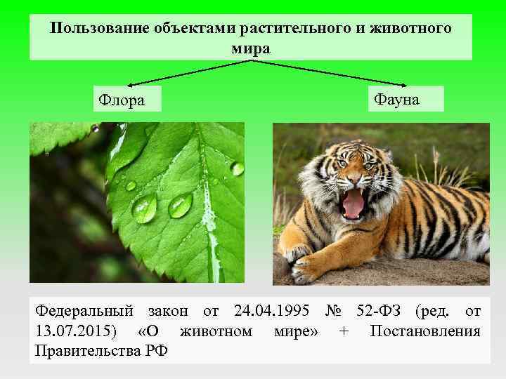 Сбор за пользование животным миром