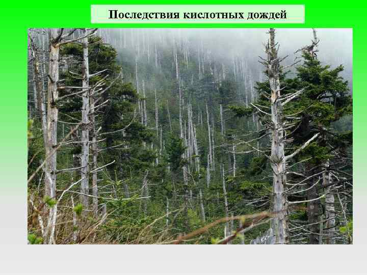 Последствия кислотных дождей 