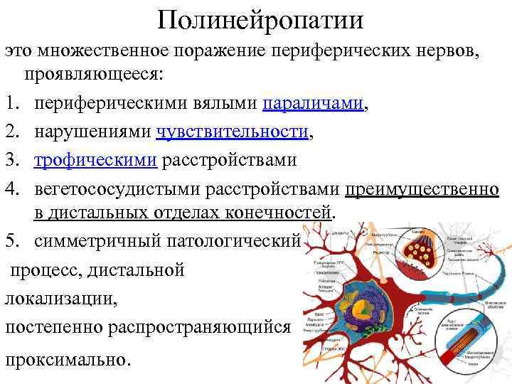 Симптомы поражения периферических нервов неврология. Синдром полинейропатии клинически проявляется. Синдром поражения периферического нерва. Патогенез поражения периферический нервной системы. Полинейропатия группа
